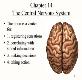 Introduction of Human Brain Powerpoint Presentation