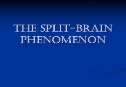 The Split brain Phenomena PowerPoint Presentation
