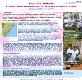 kalifi malaria Powerpoint Presentation
