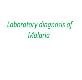 Malaria Disease Powerpoint Presentation