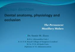 Human dentition Dental anatomy physiology and occlusion PowerPoint Presentation