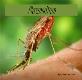 Disease Malaria Powerpoint Presentation