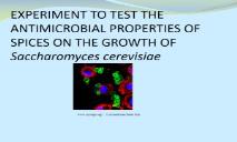 Canker Sores And Yeast Infections PowerPoint Presentation