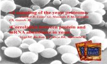 Yeast Hebrew University of Jerusalem PowerPoint Presentation