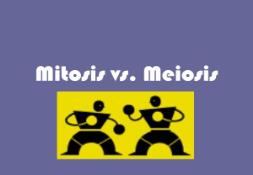 Mitosis vs Meiosis PowerPoint Presentation