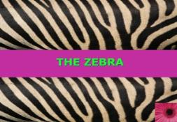 THE ZEBRA PowerPoint Presentation