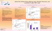 Zebra Fish Whole Kidney Marrow cells PowerPoint Presentation