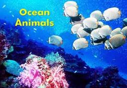 Ocean Animals (Under The Sea) PowerPoint Presentation