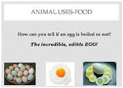 Animal Uses Food Powerpoint Presentation