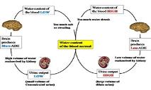 Adh Diagram PowerPoint Presentation