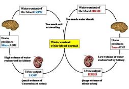 Adh Diagram PowerPoint Presentation