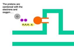 Anaerobic Respiration PowerPoint Presentation