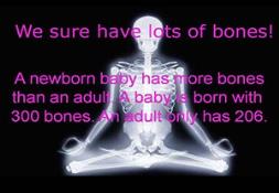 Bones PowerPoint Presentation