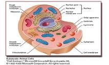 Cells PowerPoint Presentation