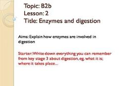 Enzymes And Digestion PowerPoint Presentation