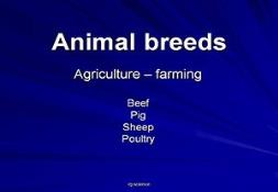 Farm Animal Breeds PowerPoint Presentation