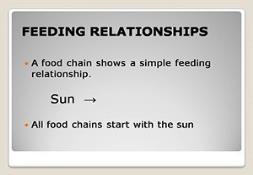 Feeding Relationships PowerPoint Presentation
