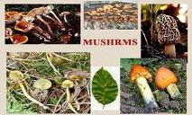 Fungi PowerPoint Presentation