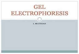 Gel Electrophoresis PowerPoint Presentation
