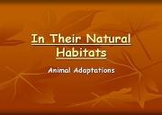 In Their Natural Habitats Powerpoint Presentation