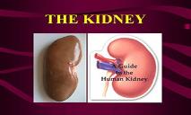 Kidney PowerPoint Presentation