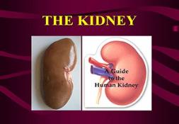 Kidney PowerPoint Presentation