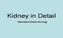 Kidneys PowerPoint Presentation