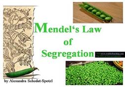 Mendels Law Of Segregation Powerpoint Presentation