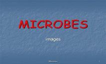 Microbes PowerPoint Presentation