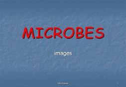 Microbes PowerPoint Presentation