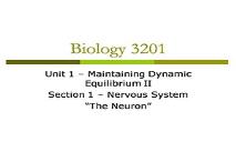 Neurons PowerPoint Presentation
