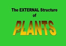Plant Part Roots PowerPoint Presentation