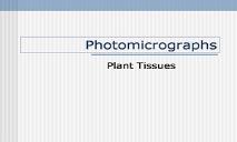 Plant Tissues PowerPoint Presentation