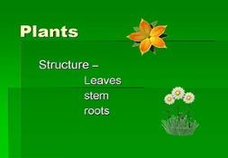 Plants General Structure Powerpoint Presentation