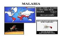 Protists Malaria PowerPoint Presentation