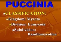 Puccinia Fungus Powerpoint Presentation