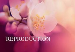 Reproduction In Plants Powerpoint Presentation