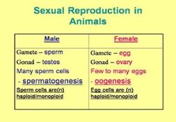 Sexual Reproduction In Animals PowerPoint Presentation