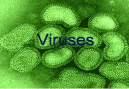 Viruses And Hiv PowerPoint Presentation