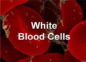 White Blood Corpuscles Powerpoint Presentation