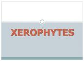 Xerophytes Powerpoint Presentation