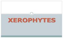 Xerophytes PowerPoint Presentation