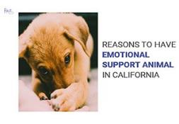 Why should you have Emotional Support Animal in California Powerpoint Presentation