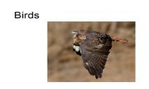 Nature Birds PowerPoint Presentation