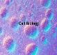Cell Biology Powerpoint Presentation