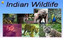 Indian Wildlife PowerPoint Presentation