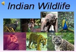 Indian Wildlife PowerPoint Presentation