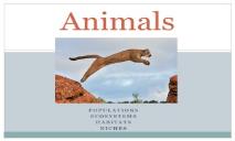 Animals wiki PowerPoint Presentation