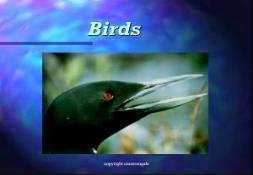 Birds Biology Junction PowerPoint Presentation