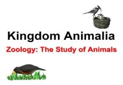 What is Zoology PowerPoint Presentation